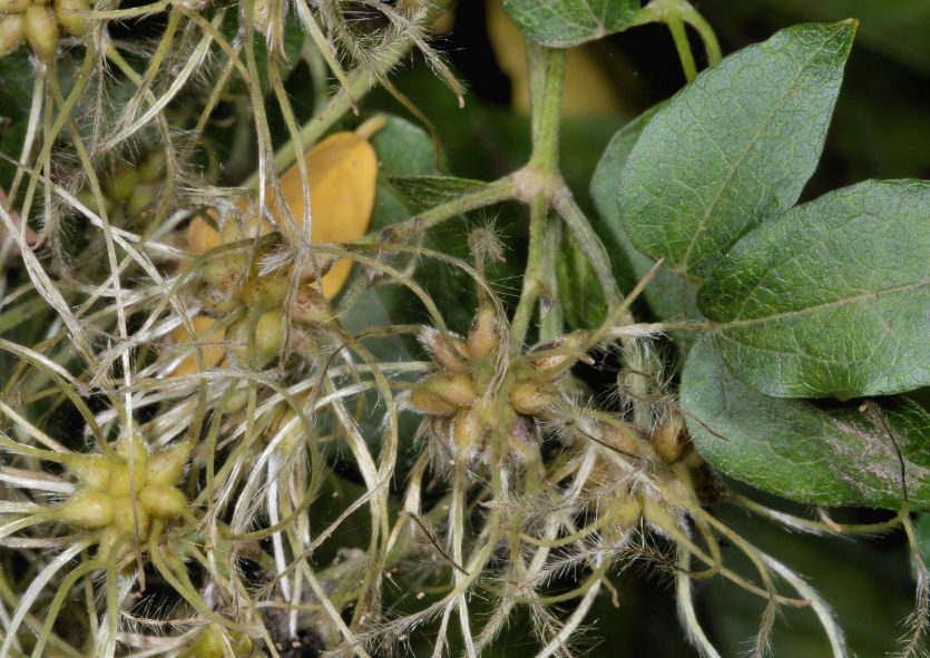 Clematis vitalba / Clematide vitalba